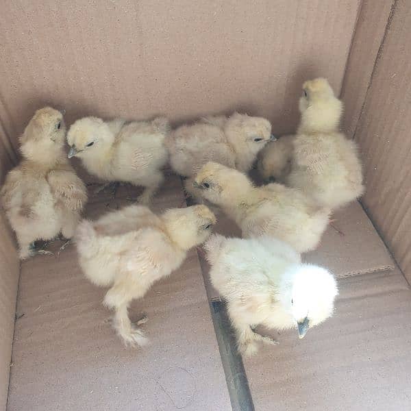 silkii chicks 1