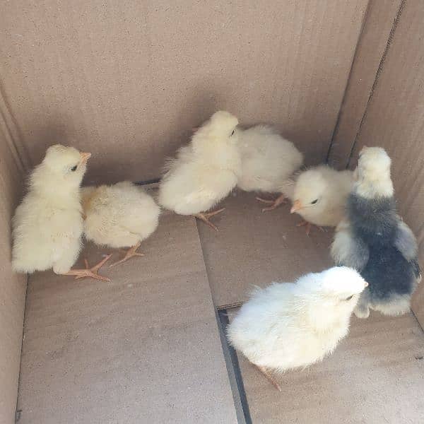 silkii chicks 2