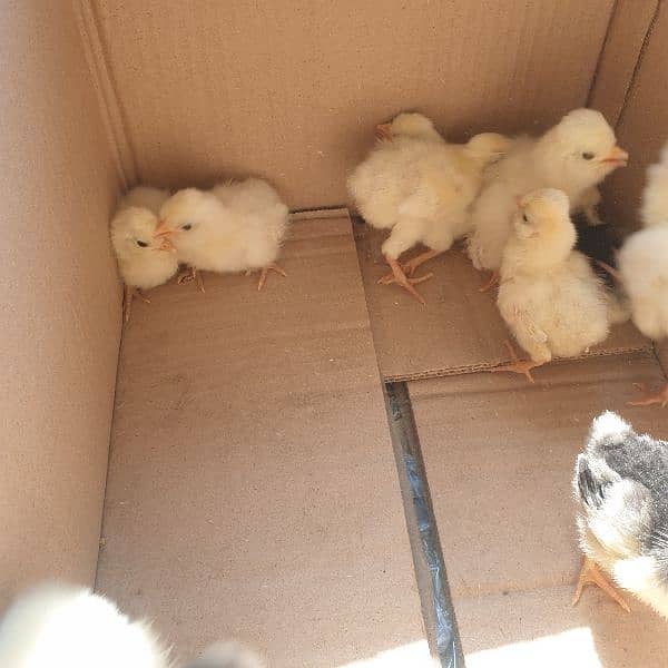 silkii chicks 4