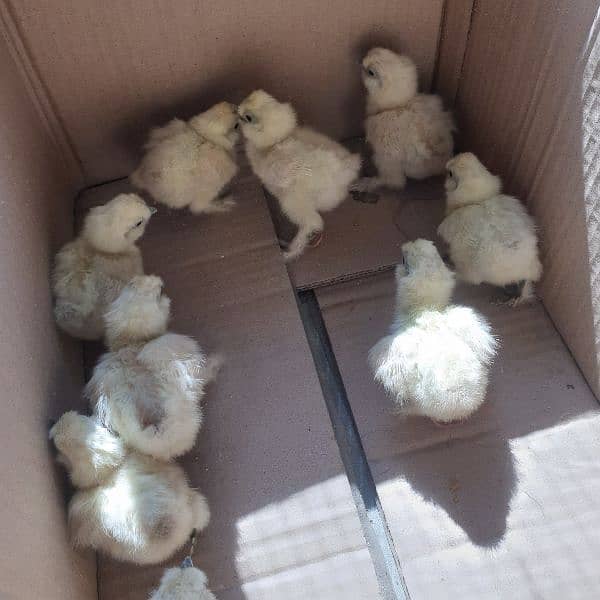 silkii chicks 6