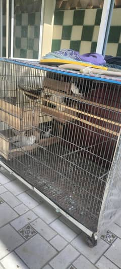 Cage & pigeons for sale