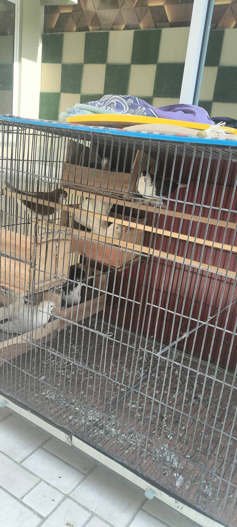 Cage & pigeons for sale 1