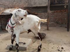 bakra aur makhi cheeni gaban bakri