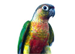 Yellow Sided Conure | Handtame Parrot | Can be Exchang with Raw Parrot