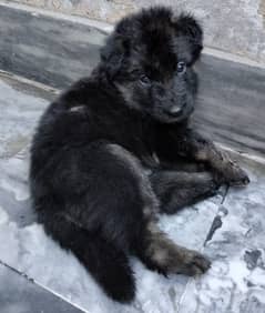 German Shepherd puppies are available for sale