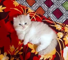 Persian kittens or cats for sale or adoption(03187351231 WhatsApp)