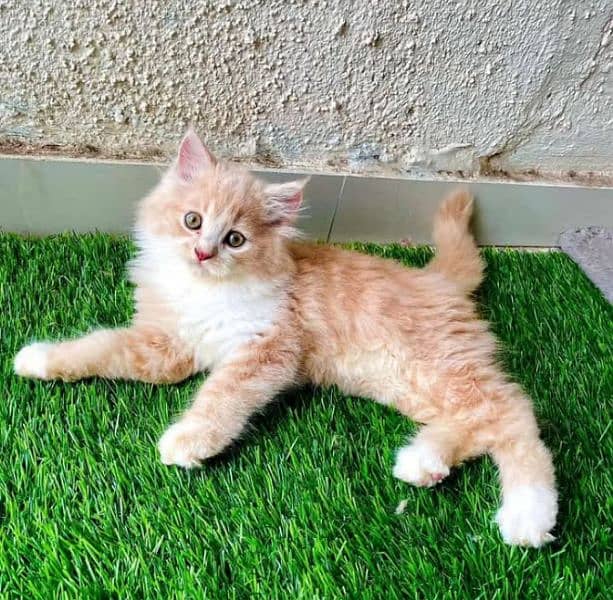 Persian kittens or cats for sale or adoption(03187351231 WhatsApp) 2