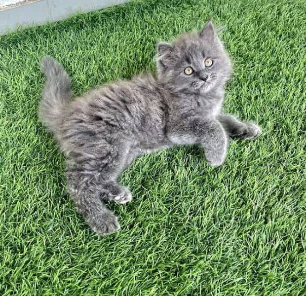 Persian kittens or cats for sale or adoption(03187351231 WhatsApp) 3