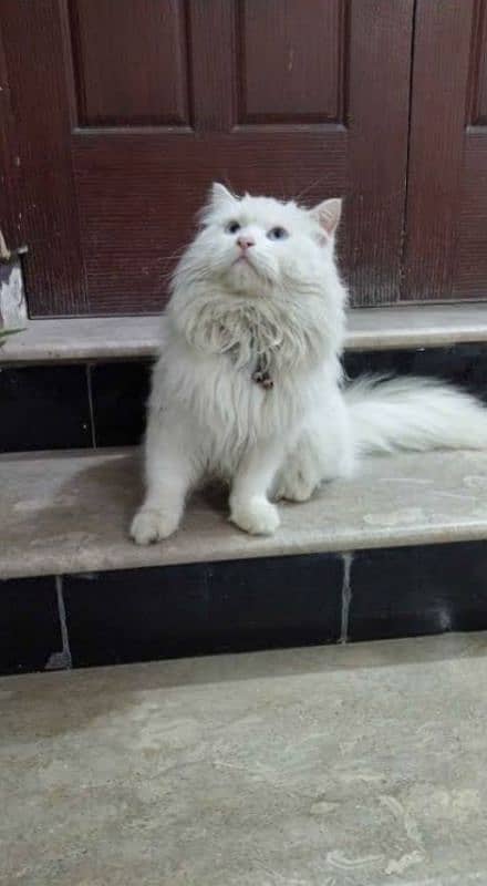 Persian kittens or cats for sale or adoption(03187351231 WhatsApp) 6