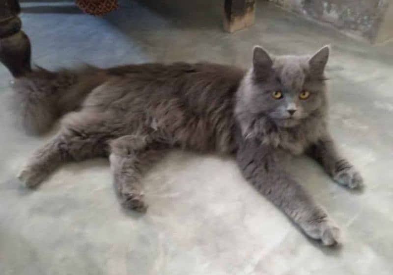 Persian kittens or cats for sale or adoption(03187351231 WhatsApp) 7