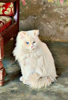 Persian long hair male