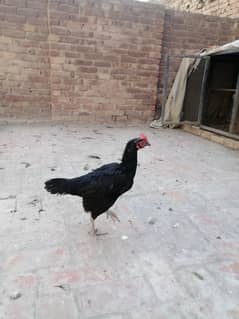 Two balck baingam high quality females