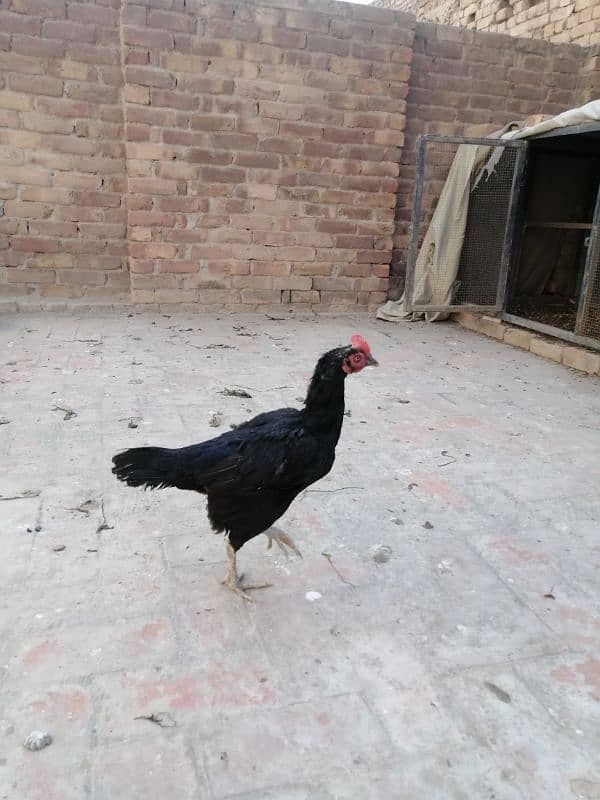 Two balck baingam high quality females 0