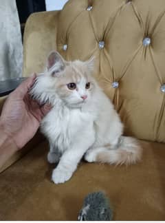 Persian cat double code