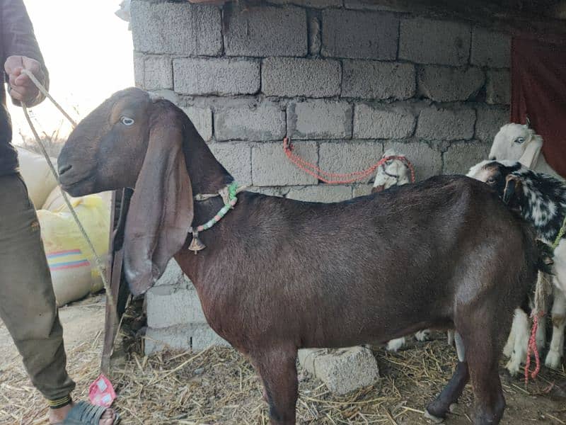 Male or Female Goats 0