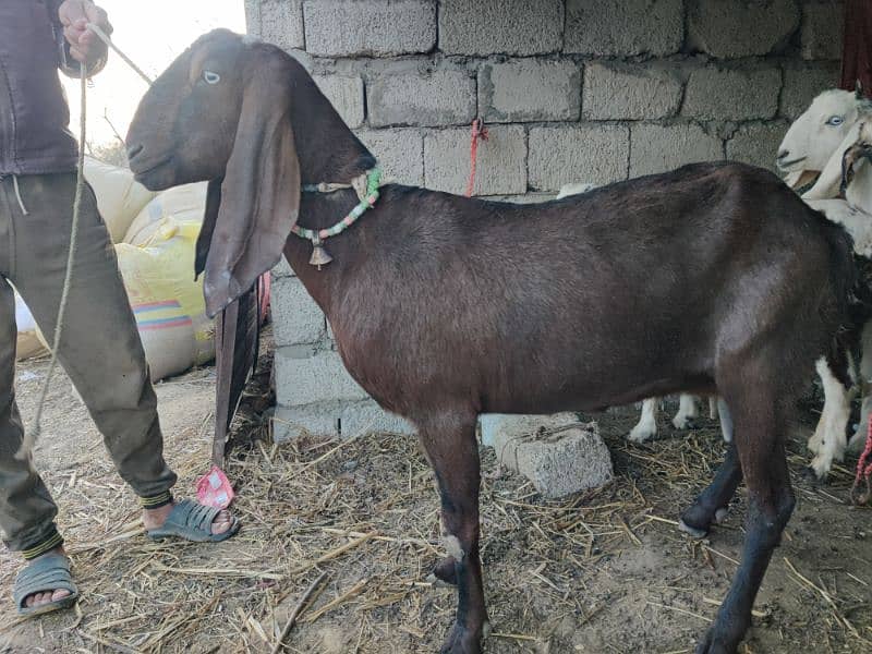 Male or Female Goats 1