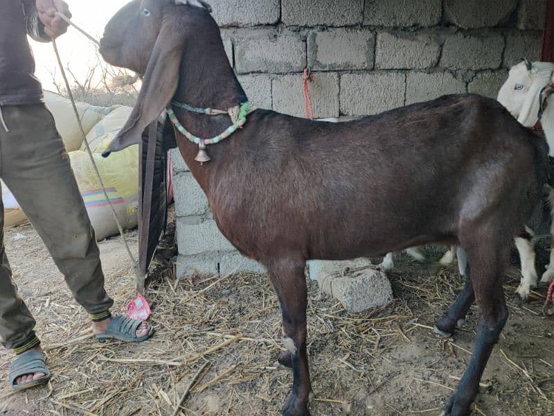 Male or Female Goats 2