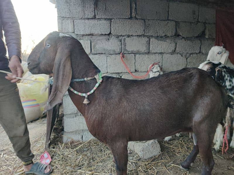 Male or Female Goats 3