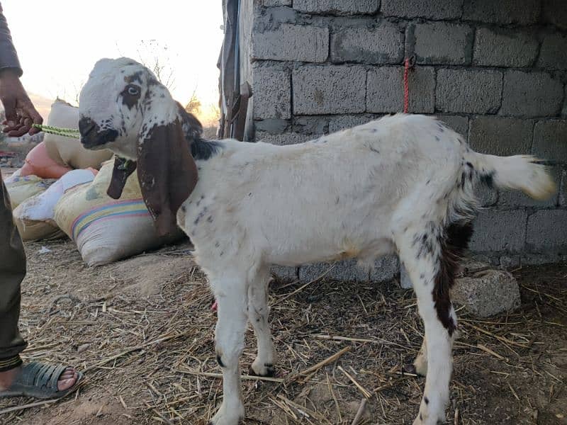 Male or Female Goats 4