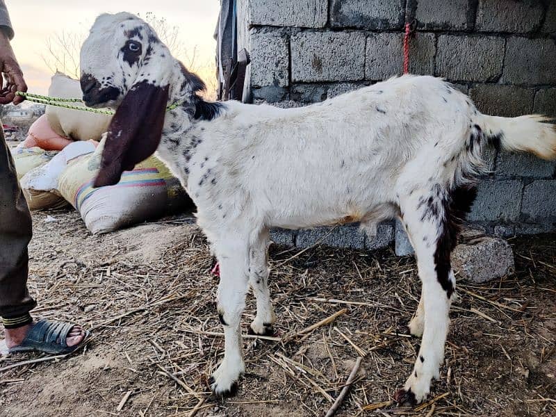 Male or Female Goats 5