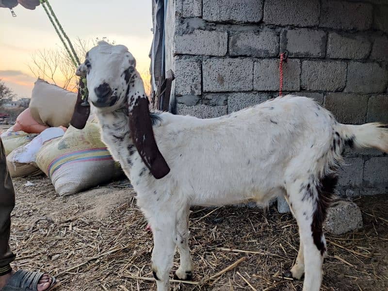 Male or Female Goats 6