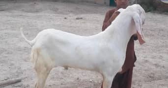 Premium Pure Rajanpuri Bakra for Sale – Call Me _03207353182