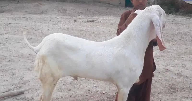 Premium Pure Rajanpuri Bakra for Sale – Call Me _03207353182 0