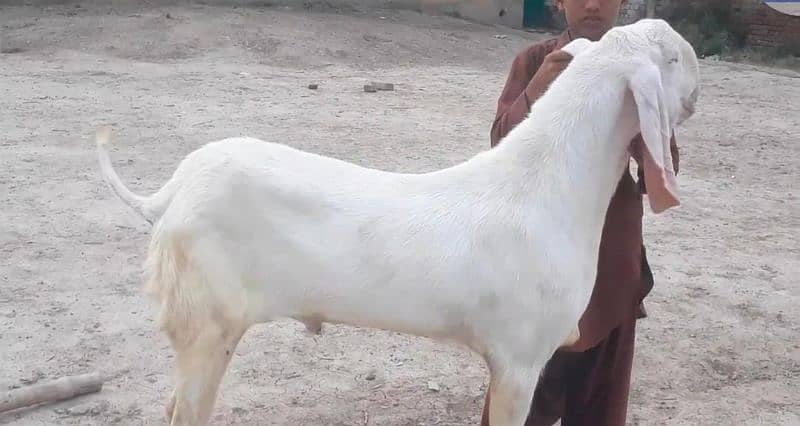 Premium Pure Rajanpuri Bakra for Sale – Call Me _03207353182 1