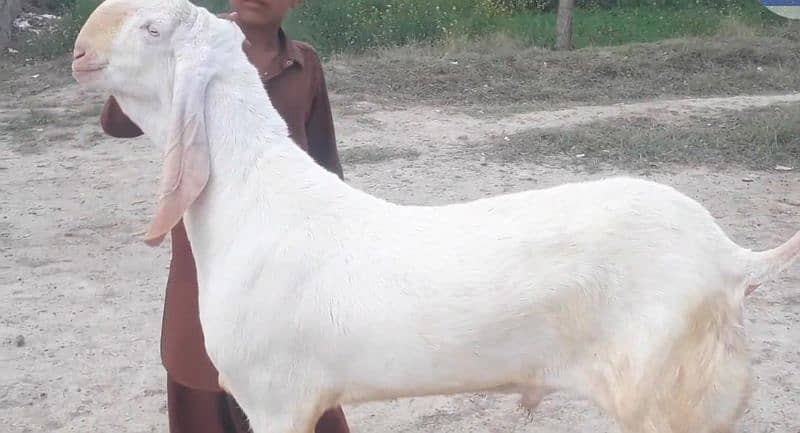 Premium Pure Rajanpuri Bakra for Sale – Call Me _03207353182 2