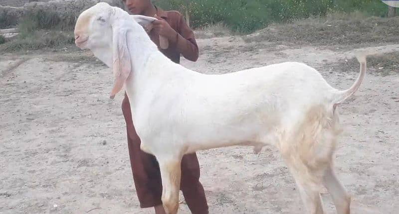 Premium Pure Rajanpuri Bakra for Sale – Call Me _03207353182 5