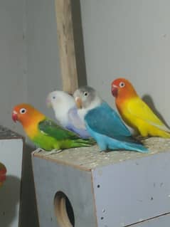 love birds pair| albino | Australian birds |green fisher | Cremino