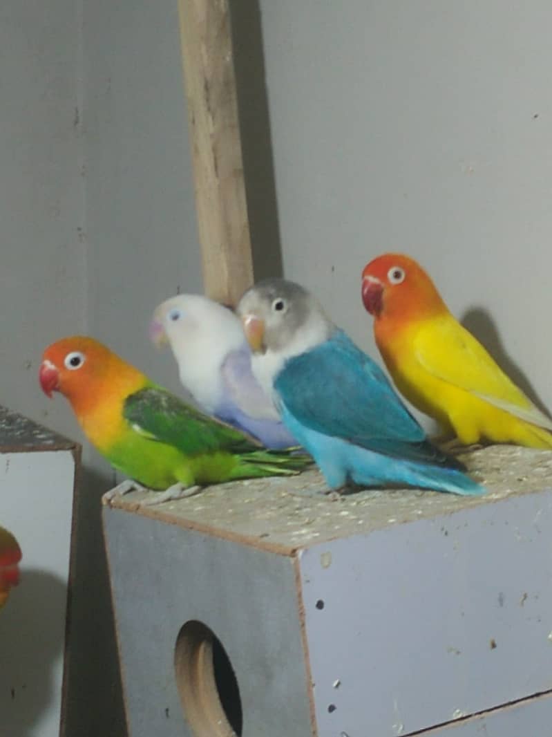 love birds pair| albino | Australian birds |green fisher | Cremino 0