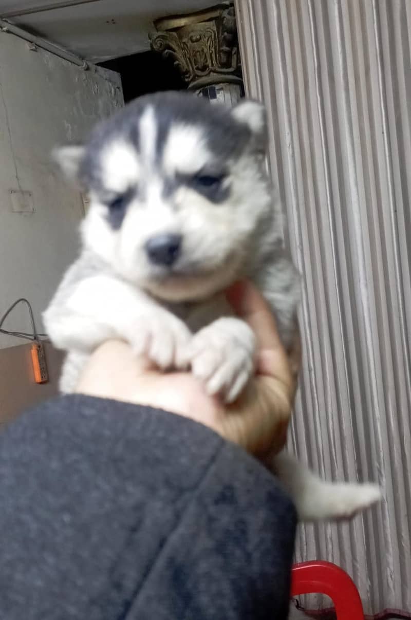 husky puppies / husky dog / siberian husky puppies 2