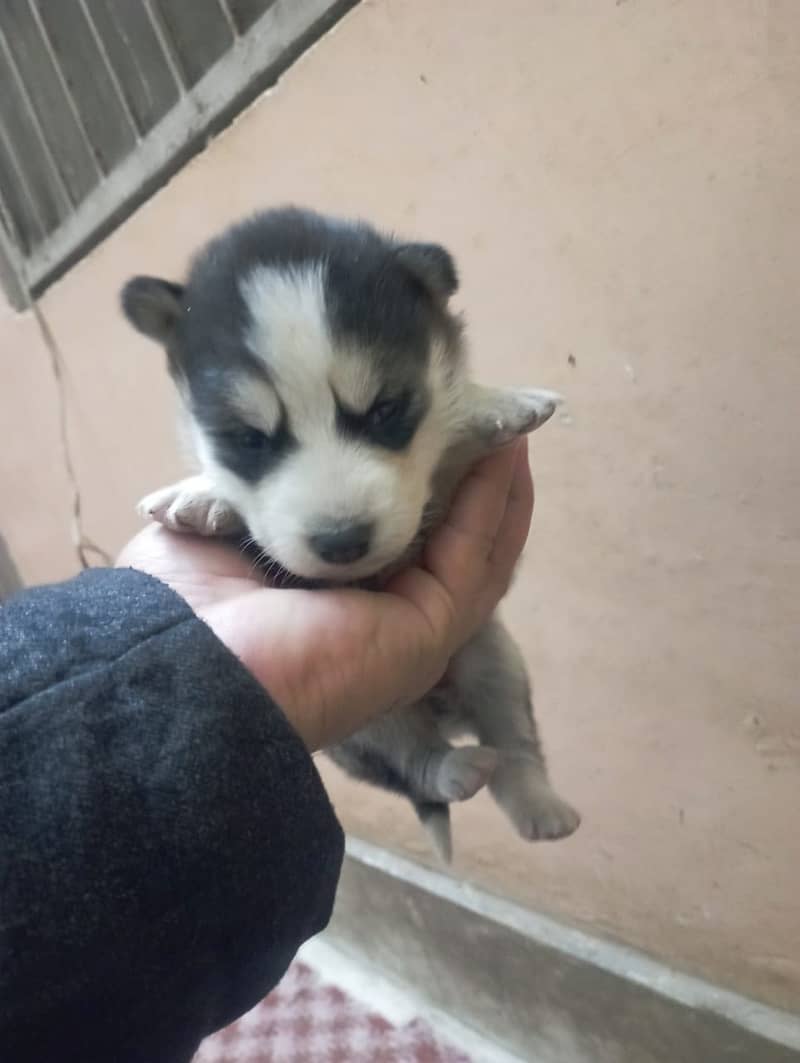 husky puppies / husky dog / siberian husky puppies 4