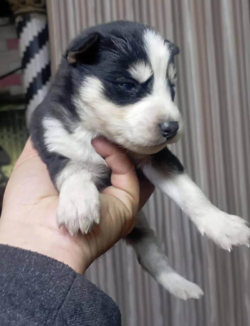 husky puppies / husky dog / siberian husky puppies 1