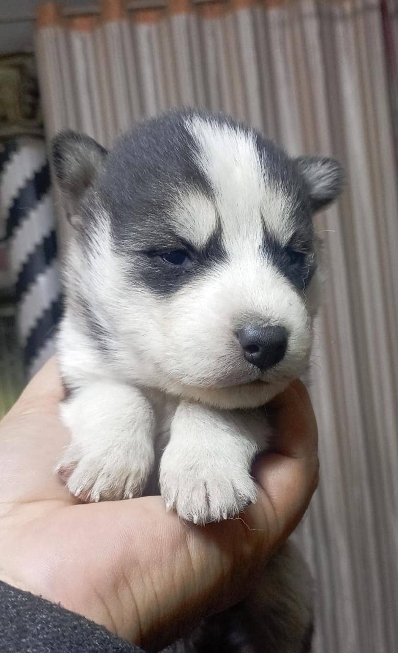 husky puppies / husky dog / siberian husky puppies 3