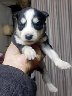 Siberian Husky Pair / siberian husky puppies/  Husky puppies Available