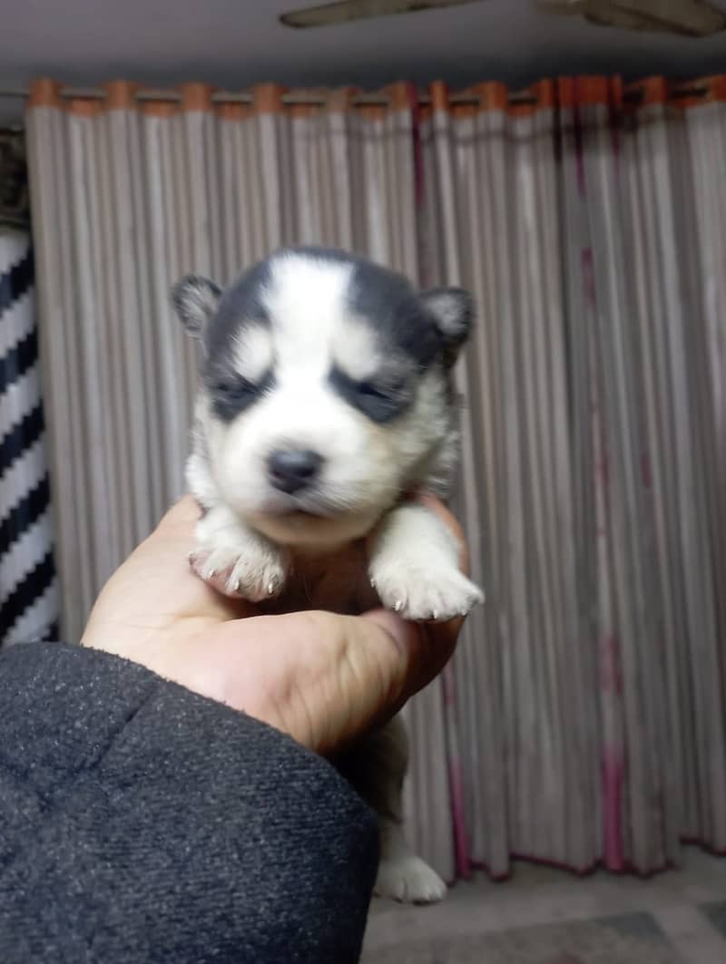 husky puppies / husky dog / siberian husky puppies 5