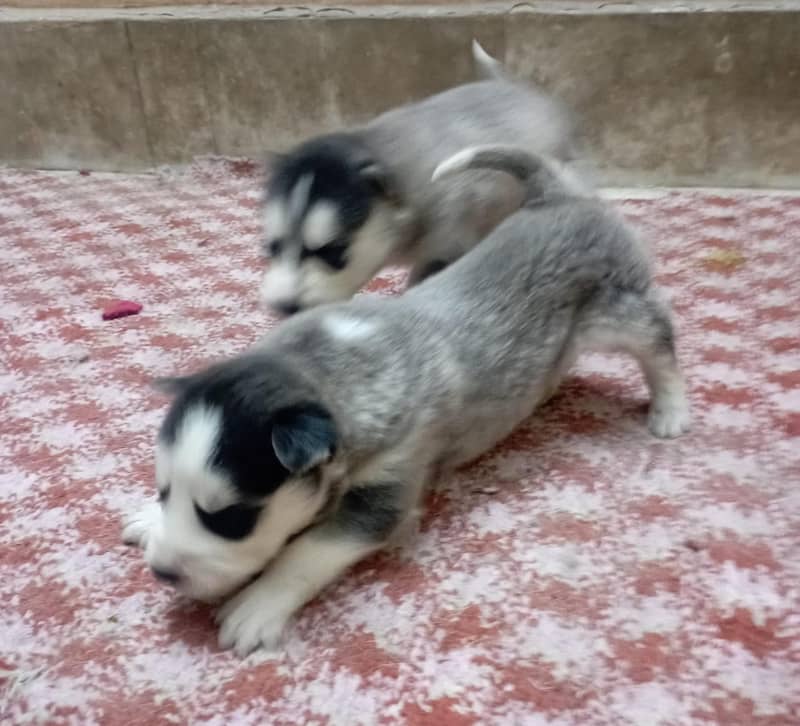 husky puppies / husky dog / siberian husky puppies 6