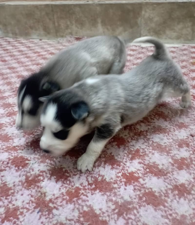 husky puppies / husky dog / siberian husky puppies 7