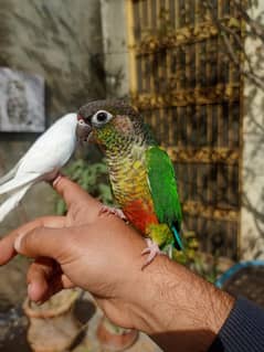 Hand tamed conure friendly parrots | love bird | budgie