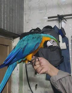 Blue and Gold Macaw