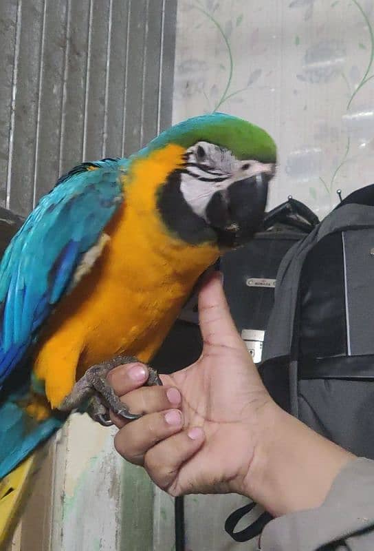 Blue and Gold Macaw 1