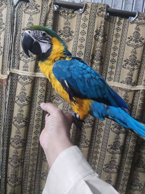 Blue and Gold Macaw 2