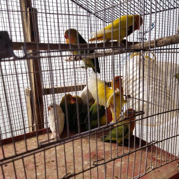 Lotino Persnata Black Eye 3000 0