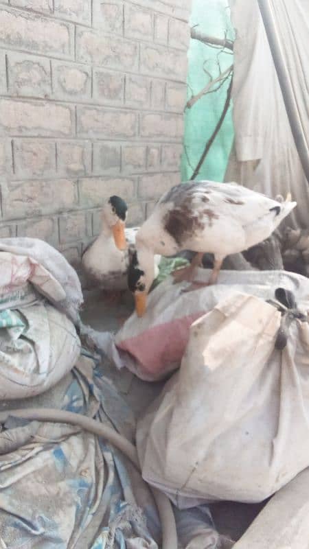 Desi ducks available 0