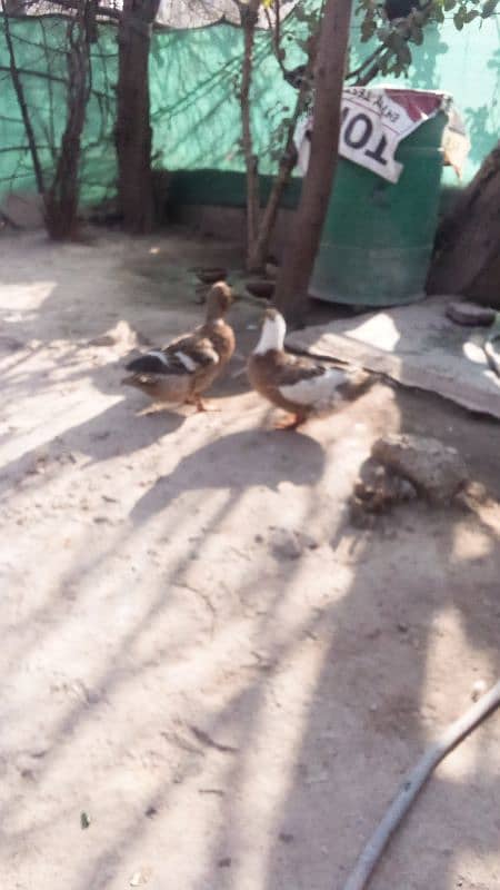 Desi ducks available 1