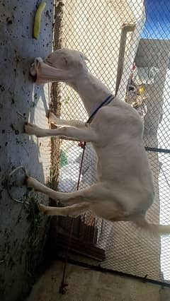 Gulabi Female 6 Month