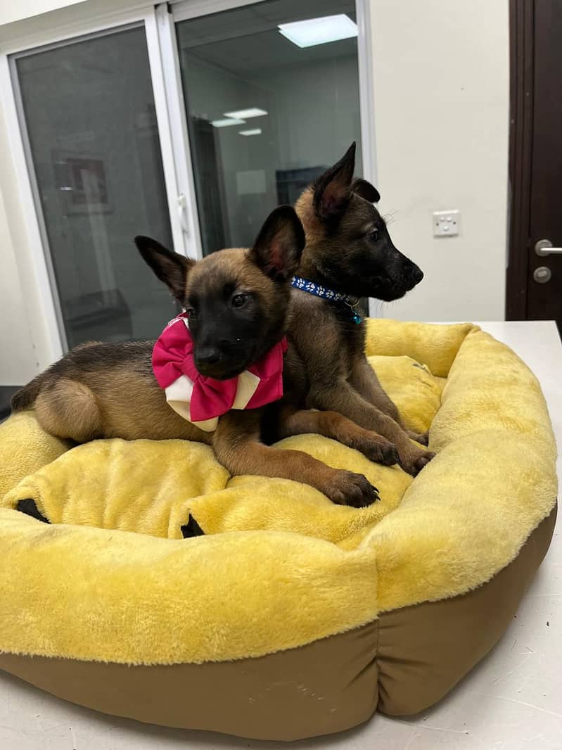 Belgian Malinois Puppy for Sale | Vaccinated with Pet Passport 1