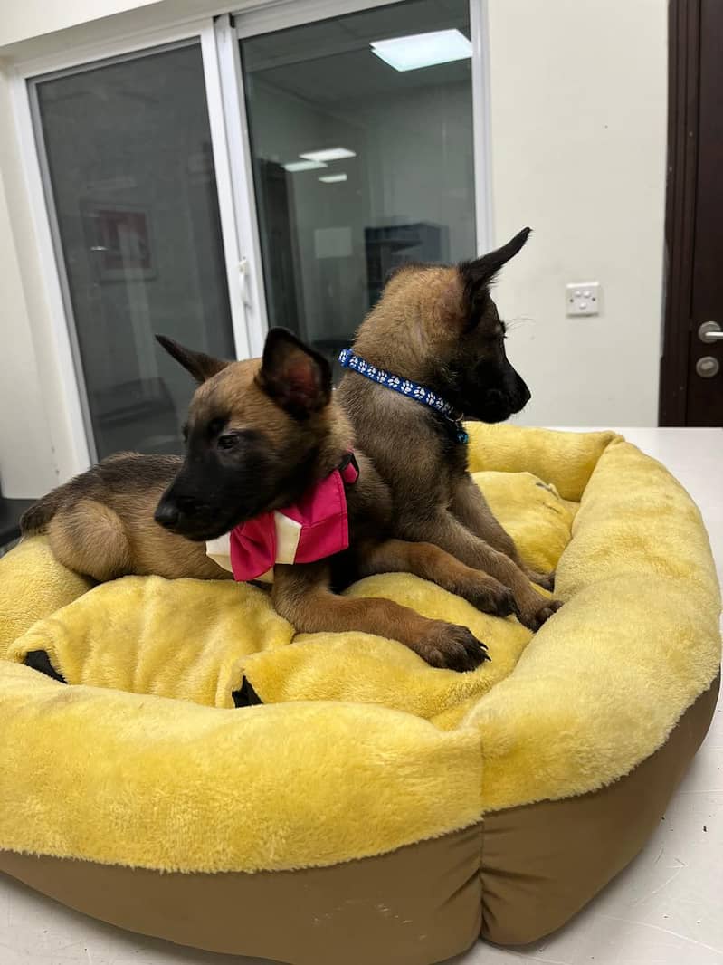 Belgian Malinois Puppy for Sale | Vaccinated with Pet Passport 2